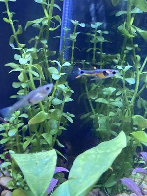 Endlers flame tail female and male