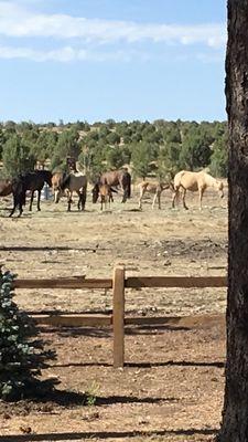 The wild mustangs in Heber