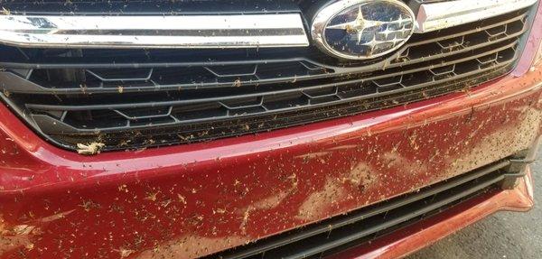 Not any efforts to clean this car prior to rental.