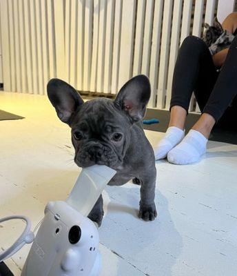 Puppy Yoga