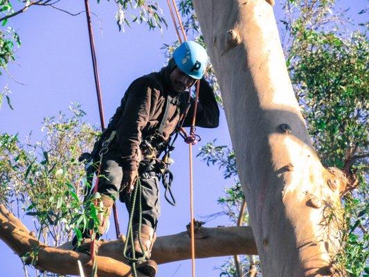 Montecito Tree Care