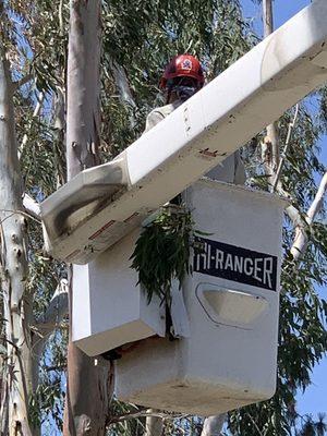 Eucalyptus trimming from our boom truck. Safe and clean.