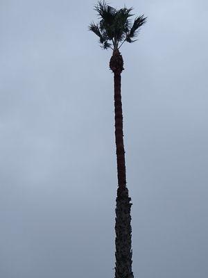 Palm tree after trimming.