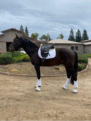 Hanoverian stallion Divine Destiny