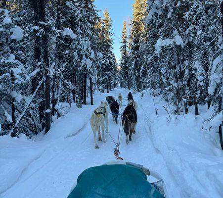 Last Frontier Mushing Co-op