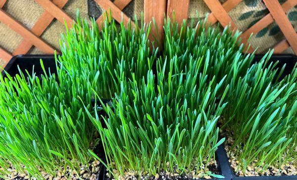 Wheat Grass