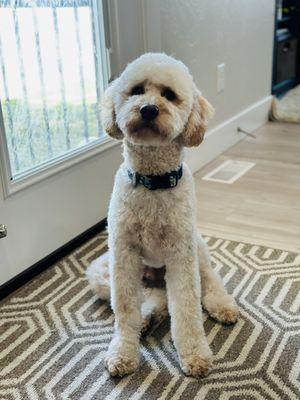 Buddy is so proud of his new haircut