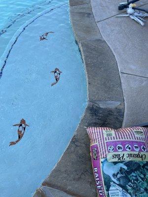 Pool steps with inlaid tile