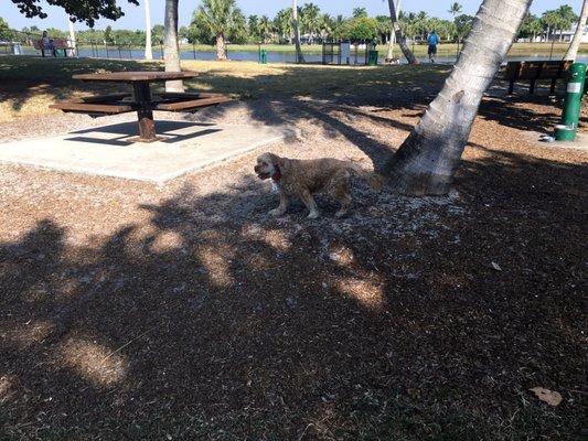 With #Bernie and #Dad at the #Dog #Park