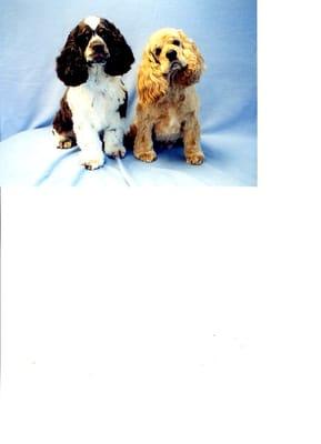 Cocker Spaniels