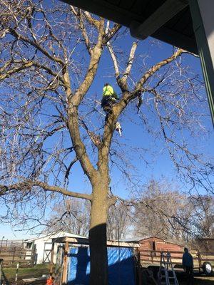 Mr. Lefler pruning my old Maple to help it live a few more years.