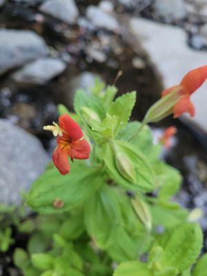 Scarlet monkeyflower