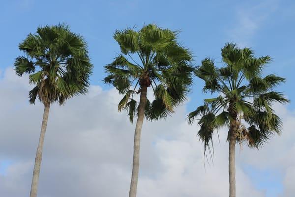 palm trees from Breezes at Palm Aire