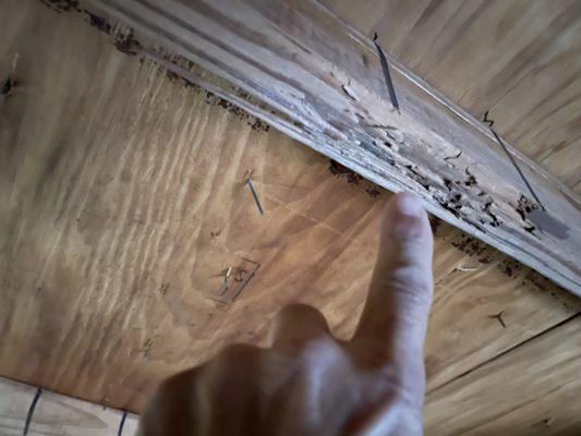 Attic inspection reveals WDO (termite) activity.