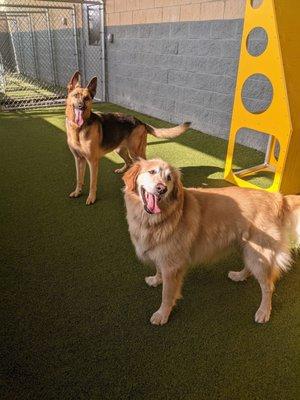 Dogs in play area.