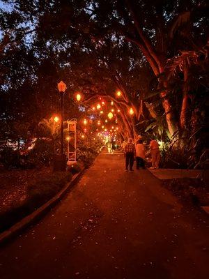 Lantern trees