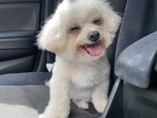 That post I just got groomed glow/smile!