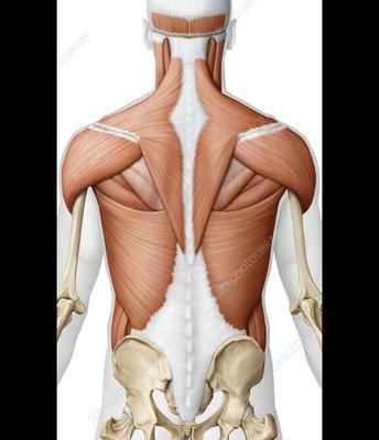 Deep tissue massages use firm pressure and slow stroked to massage deep layers of muscle and fascia,  the connective tissue.