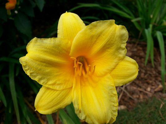 When the rain will not go away. Step out in to your Garden or your Flower bed for some sunshine with Day Lily