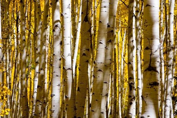 Maroon Bells - Snowmass Wilderness