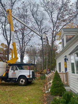 Middle of pine tree removal