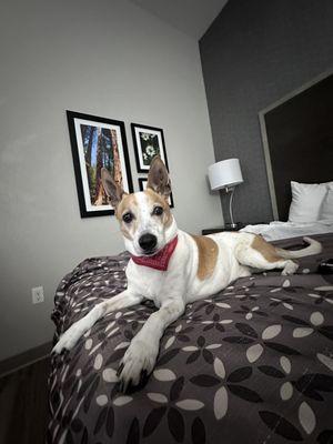 Chuy liked the hotel too!