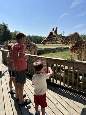 Feeding the giraffes