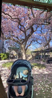 The tree is at the center of the garden and looks beautiful in the spring