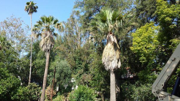 California fan palms--before