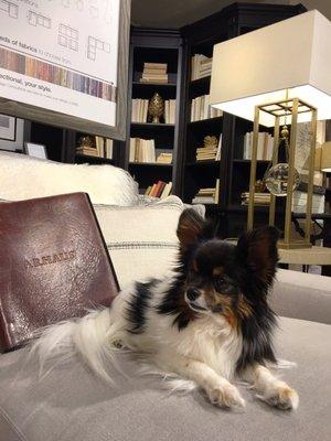 we were encouraged to always bring our pup when furniture shopping here - Lol - We literally love this place.