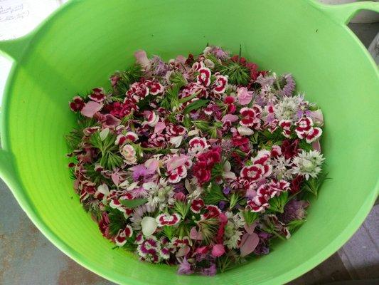 Organic edible flowers harvested, June 2019