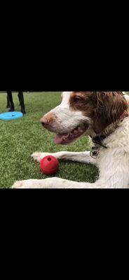 Doggie daycare