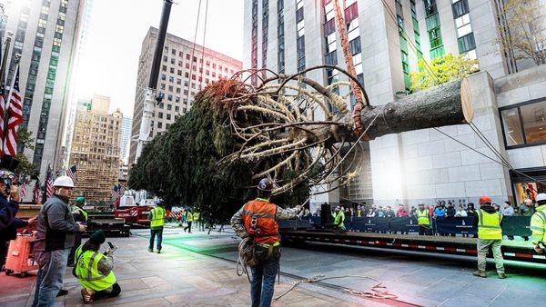 November 9, 2024: The Rockefeller Christmas Tree has The ARRIVED! NYC.