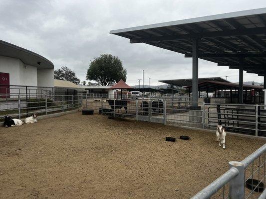 Goats and cows in the school backyard.