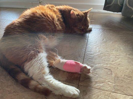 Penny tolerating her foot bandage.