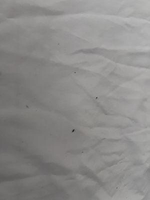 Bug dropping/ rat droppings from the blanket this time