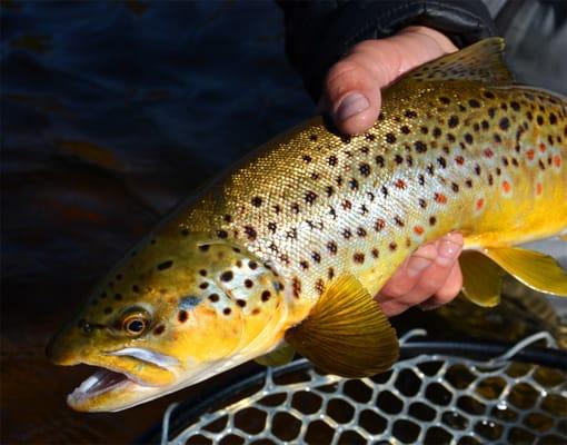 Buttery Brown Trout from the Big Hole River... Come fish with us!