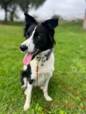 Broccoli, the border collie puppy