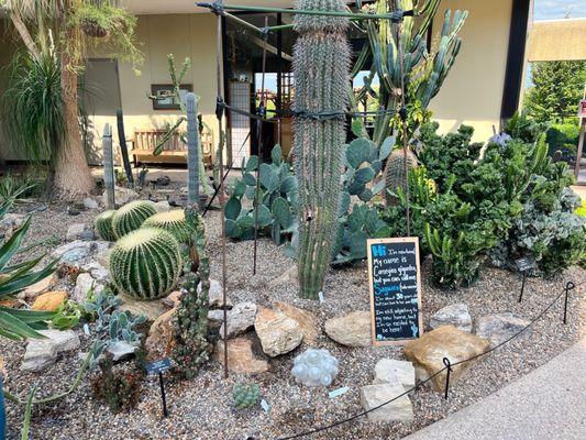 I loved the little cactus garden in the arboretum