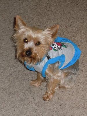 My Yorkie