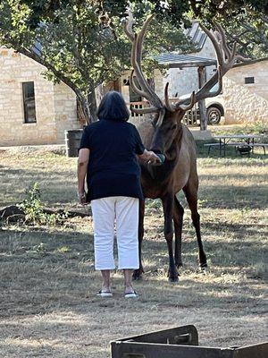 My friend feeding the elk.