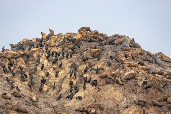 17-mile Drive Stop 7 Bird Rock