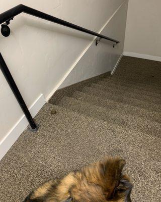 Feces on stairs for 3 days