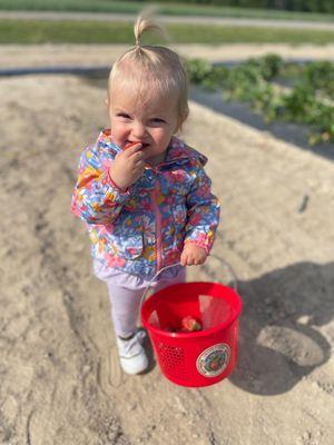 Our office loves strawberry picking season at Swann Farms! #calvertcounty #somd #tistheseason