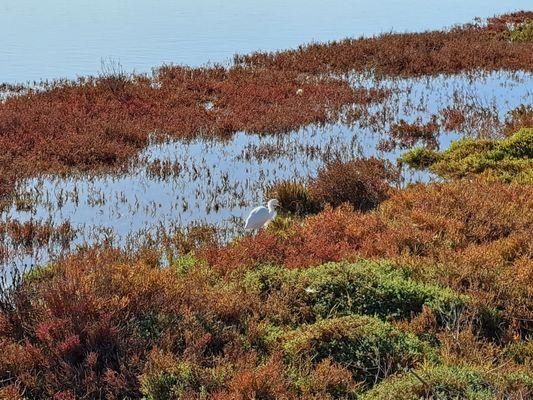 Egret