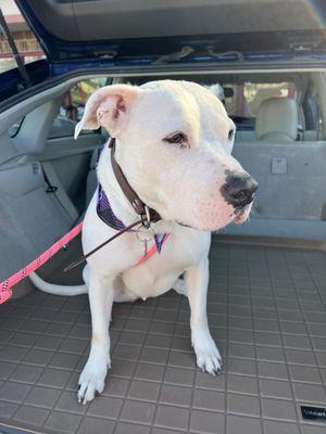 Abby after her bath and nail trim happy girl!