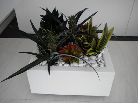 succulent and bromeliad arrangement