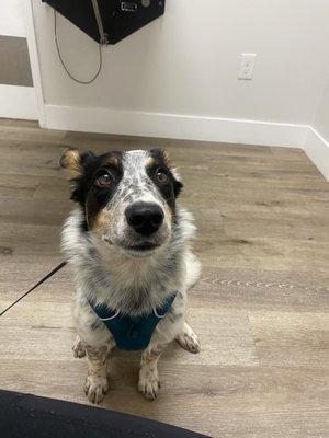 Jasper at the vet.