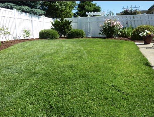 Tiger Cut lawn co carpet grass