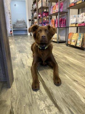 My dog at enjoying the store and waiting for some samples.